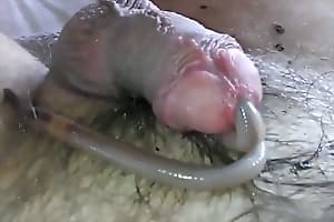 Чувак кайфует червяк проникает внутрь его члена