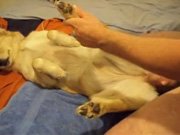 Зоосекс мужик трахает белую послушную сабаку