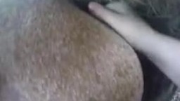 Любопытная жокейка вылизала кобылью пизду