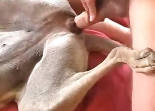 Порно зоо лицом к лицу мужик трахает домашнее животное